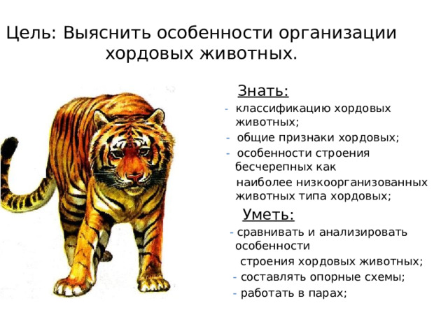 Цель: Выяснить особенности организации хордовых животных.  Знать:  - классификацию хордовых животных;  - общие признаки хордовых;  - особенности строения бесчерепных как  наиболее низкоорганизованных животных типа хордовых;  Уметь:  - сравнивать и анализировать особенности   строения хордовых животных;  - составлять опорные схемы;  - работать в парах; 
