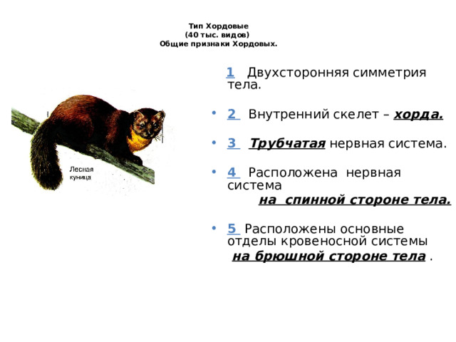 Тип Хордовые  (40 тыс. видов)  Общие признаки Хордовых.    1  Двухсторонняя симметрия тела.  2 Внутренний  скелет – хорда.  3   Трубчатая нервная система.  4 Расположена нервная система  на спинной стороне тела.  5 Расположены основные отделы кровеносной системы  на брюшной стороне тела . 