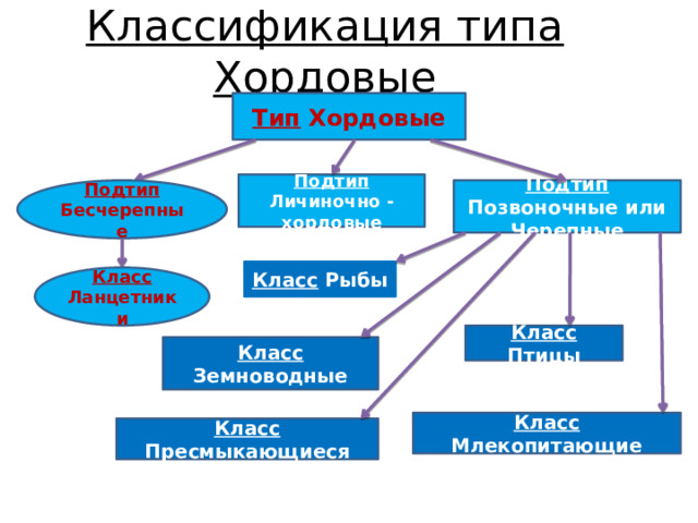 Классификация типа Хордовые Тип Хордовые Подтип Личиночно - хордовые Подтип Позвоночные или Черепные Подтип Бесчерепные Класс Рыбы Класс Ланцетники Класс Птицы Класс Земноводные Класс Млекопитающие Класс Пресмыкающиеся 