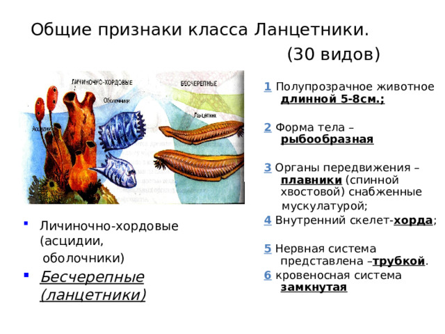 Общие признаки класса Ланцетники.  (30 видов)   1  Полупрозрачное животное длинной 5-8см.;  2  Форма тела – рыбообразная  3 Органы передвижения – плавники (спинной хвостовой) снабженные  мускулатурой; 4 Внутренний скелет- хорда ;  5 Нервная система представлена – трубкой . 6  кровеносная система замкнутая Личиночно-хордовые (асцидии,  оболочники) Бесчерепные (ланцетники) 