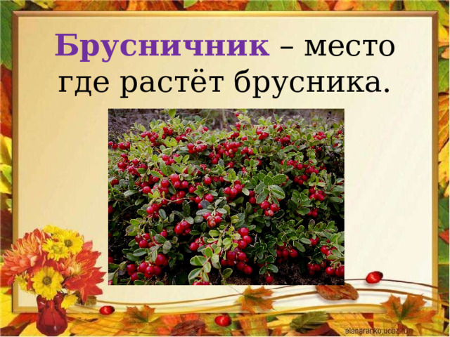 Брусничник – место где растёт брусника. 