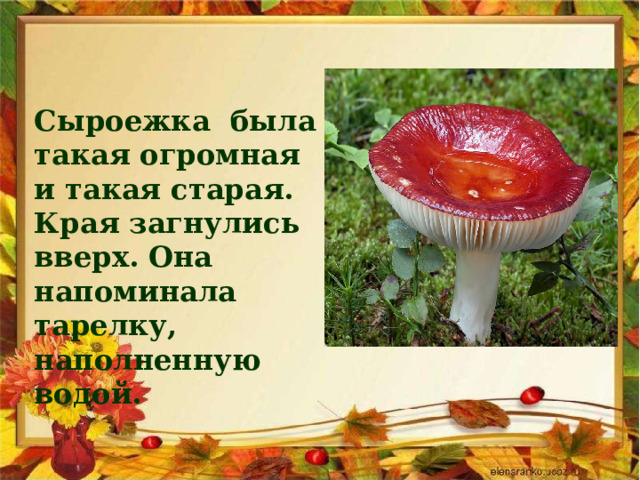 Сыроежка была такая огромная и такая старая. Края загнулись вверх. Она напоминала тарелку, наполненную водой. 