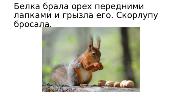Белка брала орех передними лапками и грызла его. Скорлупу бросала. 