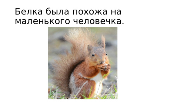 Белка была похожа на маленького человечка. 