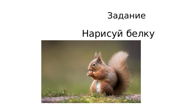  Задание  Нарисуй белку 