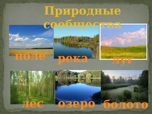 Природные сообщества поле река луг лес озеро болото 
