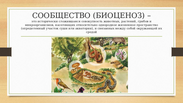 СООБЩЕСТВО (БИОЦЕНОЗ) –  это исторически сложившаяся совокупность животных, растений, грибов и микроорганизмов, населяющих относительно однородное жизненное пространство (определенный участок суши или акватории), и связанных между собой окружающей их средой 