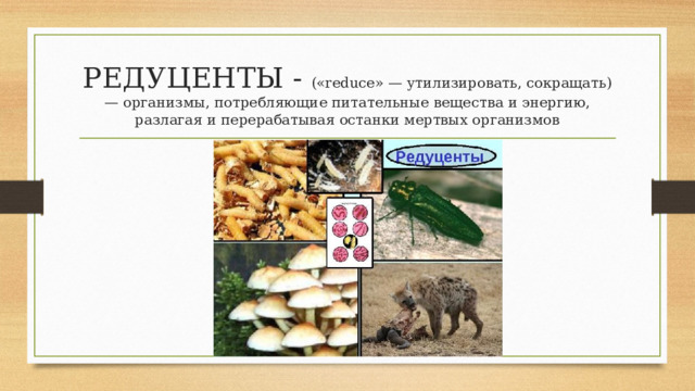 РЕДУЦЕНТЫ - («reduce» — утилизировать, сокращать) — организмы, потребляющие питательные вещества и энергию, разлагая и перерабатывая останки мертвых организмов 