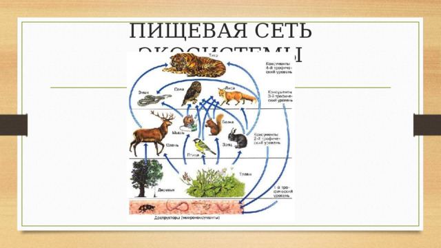 ПИЩЕВАЯ СЕТЬ ЭКОСИСТЕМЫ 