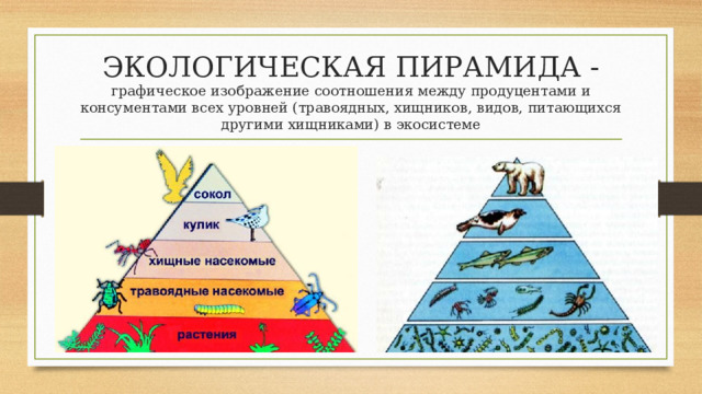ЭКОЛОГИЧЕСКАЯ ПИРАМИДА - графическое изображение соотношения между продуцентами и консументами всех уровней (травоядных, хищников, видов, питающихся другими хищниками) в экосистеме 
