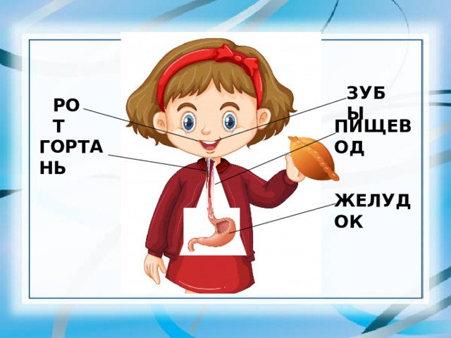 ЗУБЫ РОТ ПИЩЕВОД ГОРТАНЬ ЖЕЛУДОК 