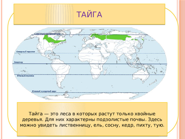 тайга Тайга — это леса в которых растут только хвойные деревья. Для них характерны подзолистые почвы. Здесь можно увидеть лиственницу, ель, сосну, кедр, пихту, тую. 