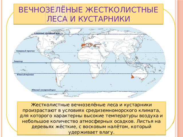 Вечнозелёные жестколистные леса и кустарники Жестколистные вечнозелёные леса и кустарники произрастают в условиях средиземноморского климата, для которого характерны высокие температуры воздуха и небольшое количество атмосферных осадков. Листья на деревьях жёсткие, с восковым налётом, который удерживает влагу. 