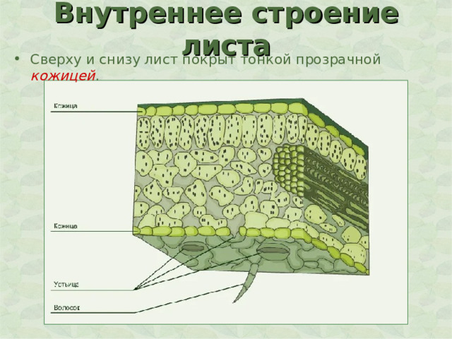 Внутреннее строение листа Сверху и снизу лист покрыт тонкой прозрачной кожицей . 