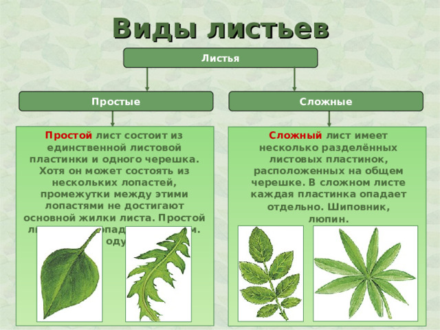 Виды листьев Листья Простые Сложные Простой лист состоит из единственной листовой пластинки и одного черешка. Хотя он может состоять из нескольких лопастей, промежутки между этими лопастями не достигают основной жилки листа. Простой лист всегда опадает целиком. Сирень, одуванчик. Сложный лист имеет несколько разделённых листовых пластинок, расположенных на общем черешке. В сложном листе каждая пластинка опадает отдельно.  Шиповник, люпин. 
