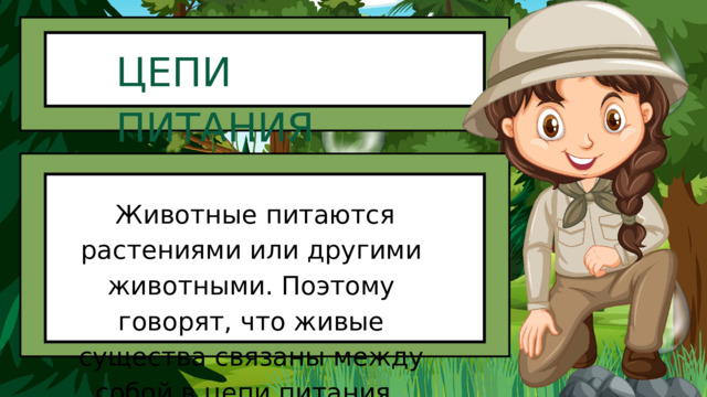 ЦЕПИ ПИТАНИЯ   Животные питаются растениями или другими животными. Поэтому говорят, что живые существа связаны между собой в цепи питания.  