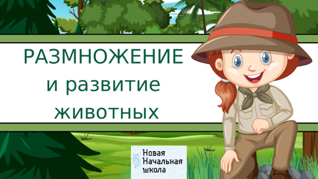  РАЗМНОЖЕНИЕ и развитие  животных 