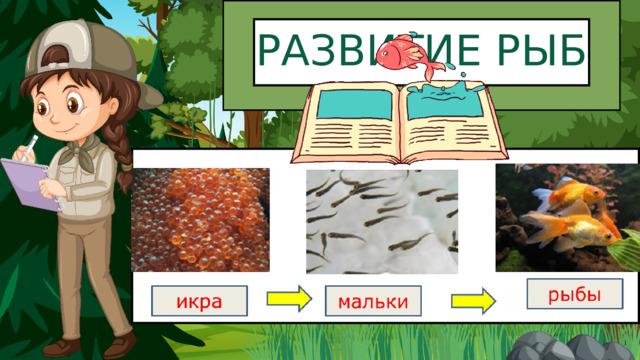 РАЗВИТИЕ РЫБ 