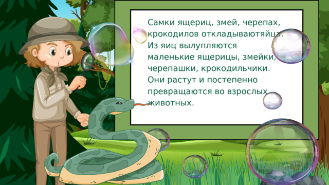 Самки ящериц, змей, черепах, крокодилов откладываютяйца. Из яиц вылупляются маленькие ящерицы, змейки, черепашки, крокодильчики. Они растут и постепенно превращаются во взрослых животных. 