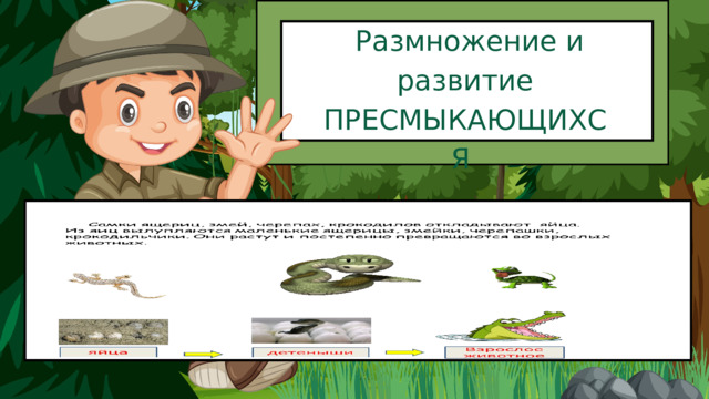  Размножение и развитие ПРЕСМЫКАЮЩИХСЯ 