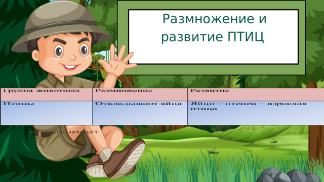  Размножение и развитие ПТИЦ 