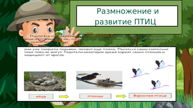  Размножение и развитие ПТИЦ 