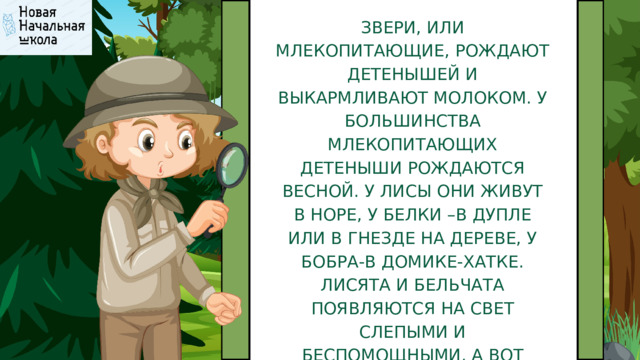 ЗВЕРИ, ИЛИ МЛЕКОПИТАЮЩИЕ, РОЖДАЮТ ДЕТЕНЫШЕЙ И ВЫКАРМЛИВАЮТ МОЛОКОМ. У БОЛЬШИНСТВА МЛЕКОПИТАЮЩИХ ДЕТЕНЫШИ РОЖДАЮТСЯ ВЕСНОЙ. У ЛИСЫ ОНИ ЖИВУТ В НОРЕ, У БЕЛКИ –В ДУПЛЕ ИЛИ В ГНЕЗДЕ НА ДЕРЕВЕ, У БОБРА-В ДОМИКЕ-ХАТКЕ. ЛИСЯТА И БЕЛЬЧАТА ПОЯВЛЯЮТСЯ НА СВЕТ СЛЕПЫМИ И БЕСПОМОЩНЫМИ. А ВОТ БОБРЯТА РОЖДАЮТСЯ ЗРЯЧИМИ. БОЛЬШИНСТВО ЗВЕРЕЙ ЗАБОТЯТСЯ О СВОЕМ ПОТОМСТВЕ. 