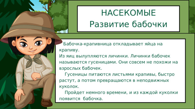 НАСЕКОМЫЕ Развитие бабочки  Бабочка-крапивница откладывает яйца на крапиву. Из яиц вылупляются личинки. Личинки бабочек называются гусеницами. Они совсем не похожи на взрослых бабочек.  Гусеницы питаются листьями крапивы, быстро растут, а потом превращаются в неподвижных куколок.  Пройдет немного времени, и из каждой куколки появится бабочка. 