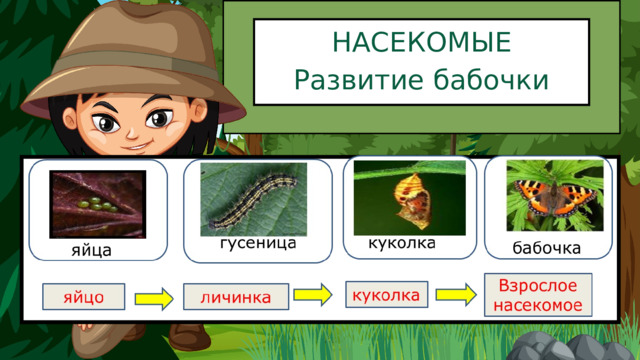НАСЕКОМЫЕ Развитие бабочки 