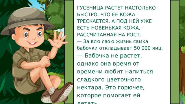 ГУСЕНИЦА РАСТЕТ НАСТОЛЬКО БЫСТРО, ЧТО ЕЕ КОЖА ТРЕСКАЕТСЯ, А ПОД НЕЙ УЖЕ ЕСТЬ НОВЕНЬКАЯ КОЖА, РАССЧИТАННАЯ НА РОСТ. — За всю свою жизнь самка бабочки откладывает 50 000 яиц. — Бабочка не растет, однако она время от времени любит напиться сладкого цветочного нектара. Это горючее, которое помогает ей летать. 