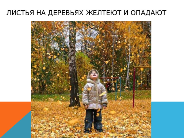 Листья на деревьях желтеют и опадают 