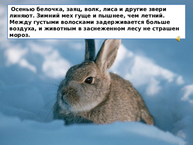  Осенью белочка, заяц, волк, лиса и другие звери линяют. Зимний мех гуще и пышнее, чем летний. Между густыми волосками задерживается больше воздуха, и животным в заснеженном лесу не страшен мороз. 