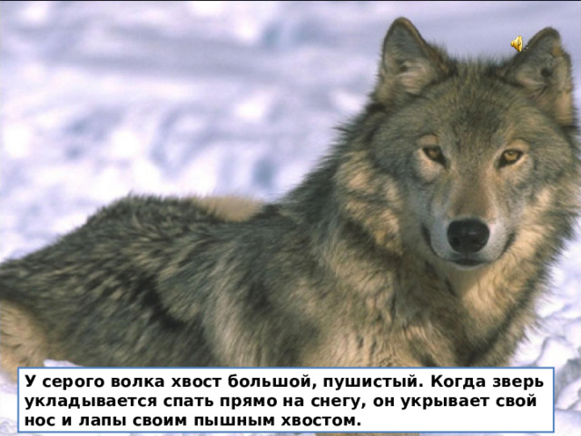 У серого волка хвост большой, пушистый. Когда зверь укладывается спать прямо на снегу, он укрывает свой нос и лапы своим пышным хвостом. 