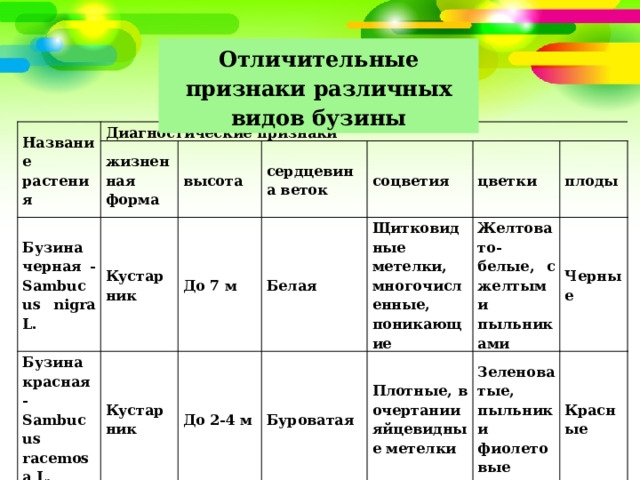 Отличительные признаки различных видов бузины Название растения Диагностические признаки жизненная форма Бузина черная - Sambucus nigra L. Кустарник высота Бузина красная - Sambucus racemosa L. Кустарник Бузина травянистая - Sambucus ebulus L. До 7 м сердцевина веток Белая Травянистый многолетник соцветия До 2-4 м Щитковидные метелки, многочисленные, поникающие Буроватая цветки До 2 м Желтовато-белые, с желтыми пыльниками Не выражена плоды Плотные, в очертании яйцевидные метелки Зеленоватые, пыльники фиолетовые Черные Щитковидные метелки, единичные, прямостоячие Сначала зеленоватые, позднее желтовато-белые Красные Черные 