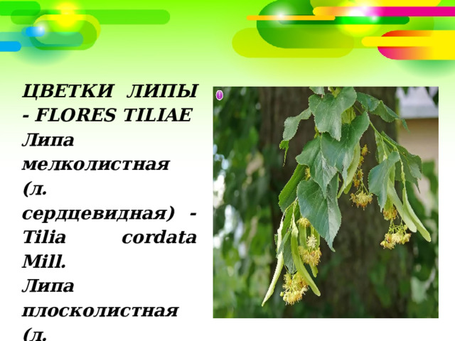 ЦВЕТКИ ЛИПЫ - FLORES TILIAE Липа мелколистная (л. сердцевидная) - Tilia cordata Mill. Липа плосколистная (л. крупнолистная) - Tilia platyphyllos Scop. Сем. липовые - Tiliaceae 
