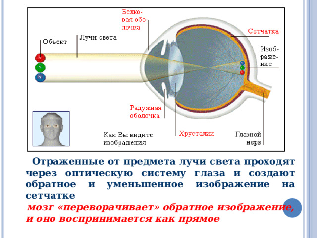 МЕХАНИЗМ РАБОТЫ ОПТИЧЕСКОЙ СИСТЕМЫ ГЛАЗА.  Отраженные от предмета лучи света проходят через оптическую систему глаза и создают обратное и уменьшенное изображение на сетчатке    мозг « переворачивает » обратное изображение , и оно воспринимается как прямое  