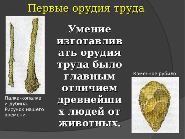 Первые орудия труда Умение изготавливать орудия труда было главным отличием древнейших людей от животных. Каменное рубило Палка-копалка и дубина. Рисунок нашего времени. 