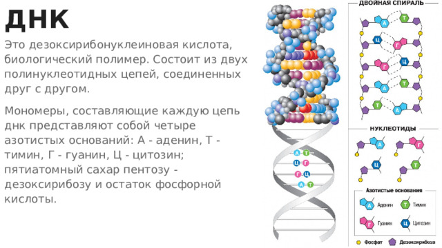 ДНК Это дезоксирибонуклеиновая кислота, биологический полимер. Состоит из двух полинуклеотидных цепей, соединенных друг с другом. Мономеры, составляющие каждую цепь днк представляют собой четыре азотистых оснований: А - аденин, Т - тимин, Г - гуанин, Ц - цитозин; пятиатомный сахар пентозу - дезоксирибозу и остаток фосфорной кислоты. 