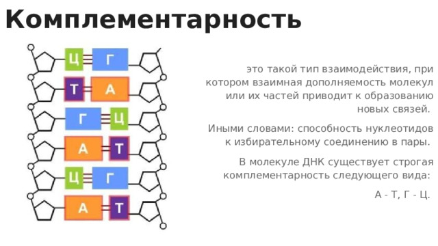 Комплементарность это такой тип взаимодействия, при котором взаимная дополняемость молекул или их частей приводит к образованию новых связей. Иными словами: способность нуклеотидов к избирательному соединению в пары. В молекуле ДНК существует строгая комплементарность следующего вида: А - Т, Г - Ц. 