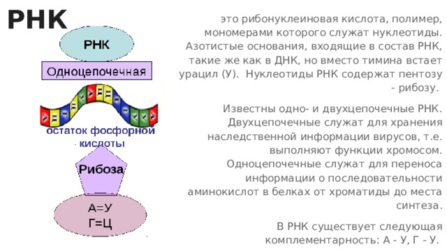 РНК это рибонуклеиновая кислота, полимер, мономерами которого служат нуклеотиды. Азотистые основания, входящие в состав РНК, такие же как в ДНК, но вместо тимина встает урацил (У). Нуклеотиды РНК содержат пентозу - рибозу. Известны одно- и двухцепочечные РНК. Двухцепочечные служат для хранения наследственной информации вирусов, т.е. выполняют функции хромосом. Одноцепочечные служат для переноса информации о последовательности аминокислот в белках от хроматиды до места синтеза. В РНК существует следующая комплементарность: А - У, Г - У. 
