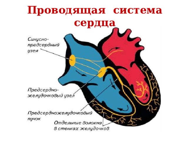 Проводящая система сердца 