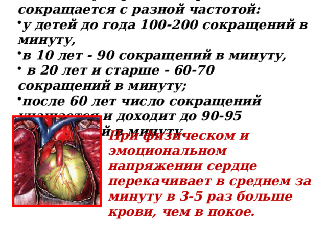 У детей и у взрослых сердце сокращается с разной частотой: у детей до года 100-200 сокращений в минуту, в 10 лет - 90 сокращений в минуту,  в 20 лет и старше - 60-70 сокращений в минуту; после 60 лет число сокращений учащается и доходит до 90-95 сокращений в минуту. При физическом и эмоциональном напряжении сердце перекачивает в среднем за минуту в 3-5 раз больше крови, чем в покое. 