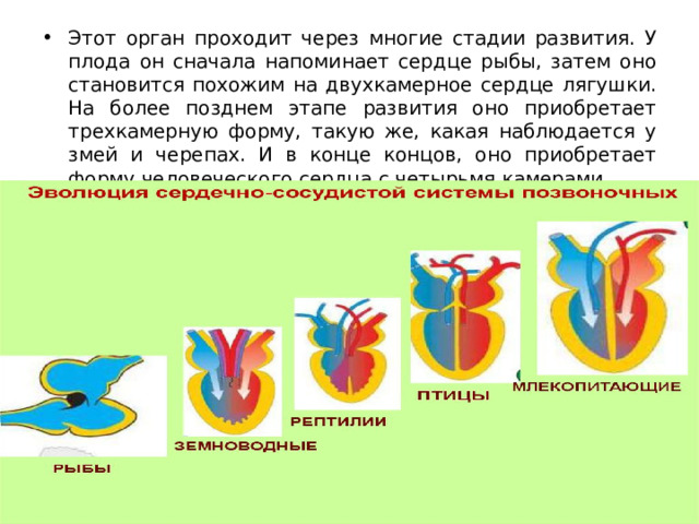 Этот орган проходит через многие стадии развития. У плода он сначала напоминает сердце рыбы, затем оно становится похожим на двухкамерное сердце лягушки. На более позднем этапе развития оно приобретает трехкамерную форму, такую же, какая наблюдается у змей и черепах. И в конце концов, оно приобретает форму человеческого сердца с четырьмя камерами. 