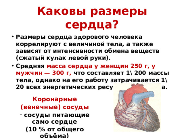 Каковы размеры сердца? Размеры сердца здорового человека коррелируют с величиной тела, а также зависят от интенсивности обмена веществ (сжатый кулак левой руки). Средняя масса сердца у женщин 250 г, у мужчин — 300 г, что составляет 1\ 200 массы тела, однако на его работу затрачивается 1\ 20 всех энергетических ресурсов организма. Коронарные (венечные) сосуды  сосуды питающие само сердце (10 % от общего объёма) 