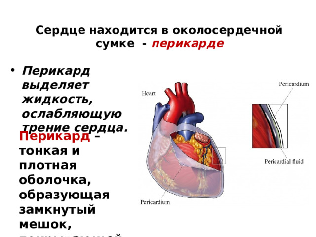 Сердце находится в околосердечной сумке - перикарде Перикард выделяет жидкость, ослабляющую трение сердца. Перикард – тонкая и плотная оболочка, образующая замкнутый мешок, покрывающей сердце снаружи. 