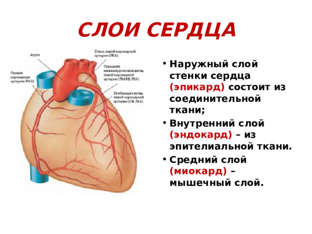 СЛОИ СЕРДЦА Наружный слой стенки сердца (эпикард) состоит из соединительной ткани; Внутренний слой (эндокард) – из эпителиальной ткани. Средний слой (миокард) – мышечный слой. 