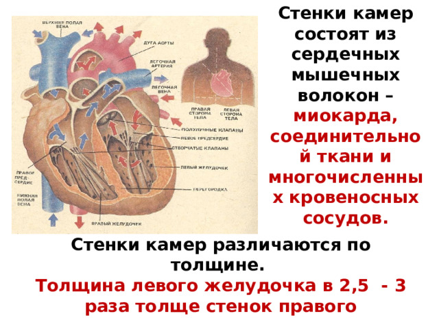 Стенки камер состоят из сердечных мышечных волокон – миокарда, соединительной ткани и многочисленных кровеносных сосудов. Стенки камер различаются по толщине.  Толщина  левого желудочка в 2,5 - 3 раза толще стенок правого 