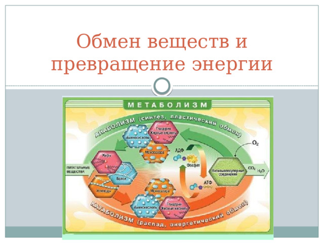 Обмен веществ и превращение энергии 
