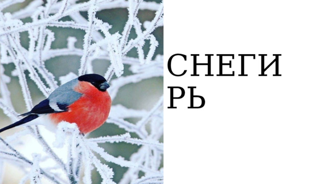 СНЕГИРЬ  
