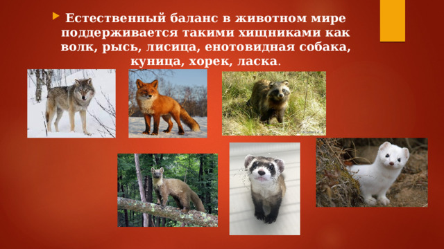 Естественный баланс в животном мире поддерживается такими хищниками как волк, рысь, лисица, енотовидная собака, куница, хорек, ласка . 